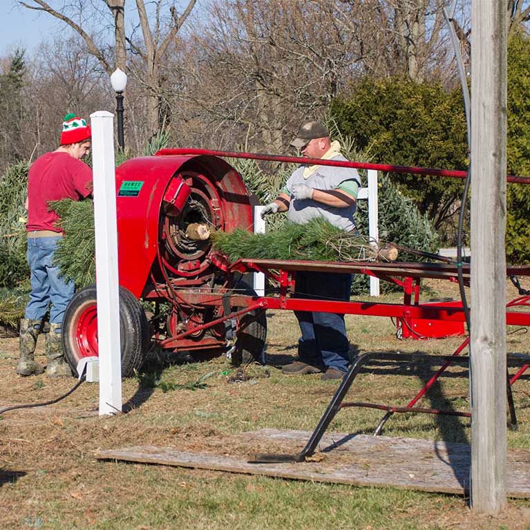 TreeBaling